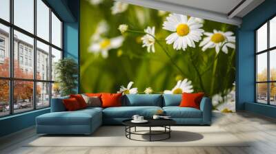 Camomiles Wall mural