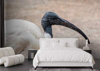 Australian White Ibis bird, close up photo.  Wall mural