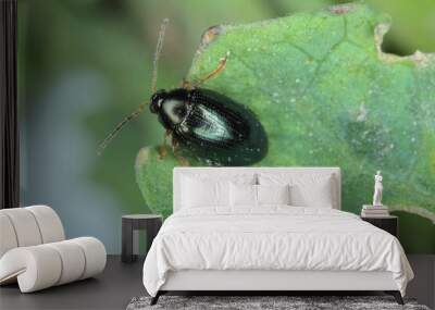 Cabbage Stem Flea Beetle (Psylliodes chrysocephala) on Oilseed Rape (Brassica napus) Wall mural