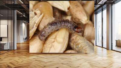 Caterpillar of European grain worm or European grain moth Nemapogon granella is a species of tineoid moth from fungus moth family (Tineidae), Common pest of stored products and pest in homes Wall mural