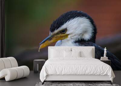 Cormorant bird Wall mural