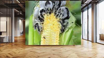 Corn smut (Ustilago maydis) is a fungus parasite of corn. Is an edible fungus highly valued in Mexico known as huitlacoche. Cross-section through an infected corn cob. Wall mural