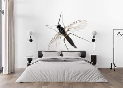 Dark-winged fungus gnat, Sciaridae isolated on white background, these insects are often found inside homes Wall mural