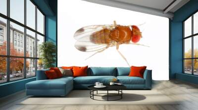 Drosophila suzukii suzuki - commonly called the spotted wing drosophila or SWD. It is a fruit fly a major pest species of many kind of fruits in America and Europe. Adult insect on a white background. Wall mural