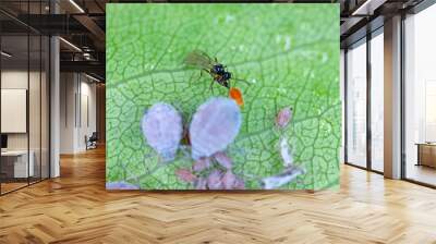 Parasitoid wasp (Aphidius colemanii) ovipositing in Rosy apple aphid (Dysaphis plantaginea) pest of apple trees. Wall mural