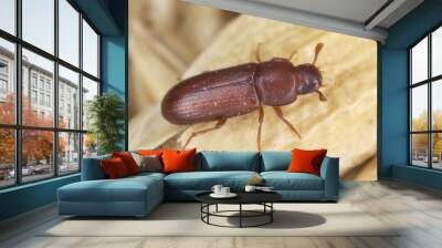 The red flour beetle Tribolium castaneum on the barley grain. It is a worldwide pest of stored products, particularly food grains.  Wall mural