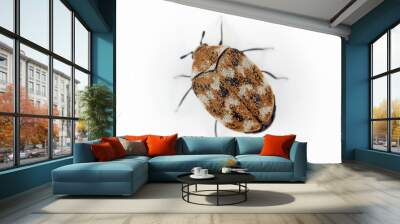 Varied carpet beetle Anthrenus verbasci home and storage pest. The larva of this beetle is a pest in skin products. Wall mural