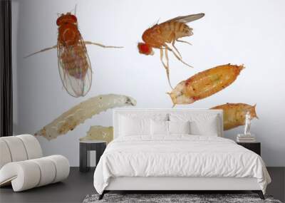 Vinegar fly, fruit fly (Drosophila melanogaster). All life stages: egg, larvae, pupa and adult fly in various shots. Isolated on a light background. Wall mural