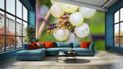 Wasp (Vespula) feeding on a grape in a vineyard. Wall mural