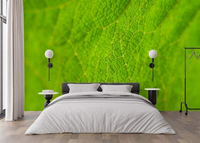 green leaf vein texture. shallow depth of field Wall mural