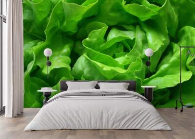 butterhead lettuce 1 Wall mural