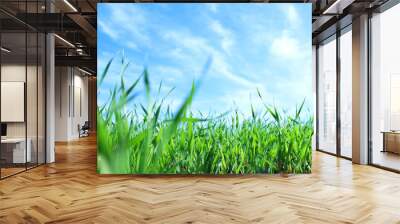 low angle view of fresh grass against blue sky with clouds. freedom and renewal concept Wall mural