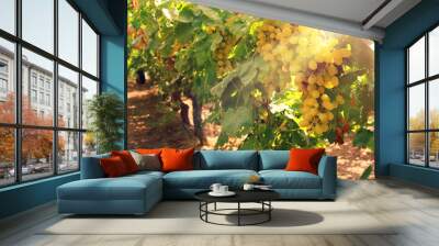 Vineyard landscape with ripe grapes at sun light. Wall mural