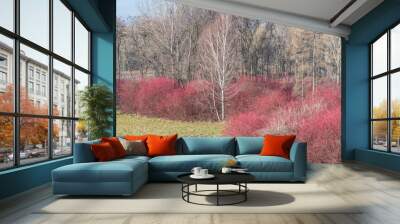 Bare winter dogwood bushes with red twigs Wall mural