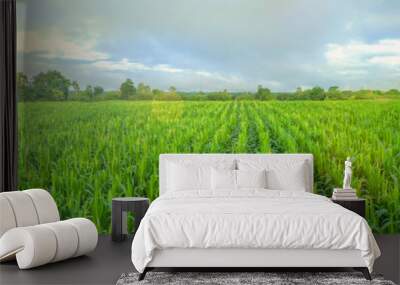 corn field and blue sky Wall mural