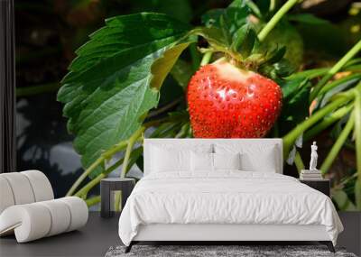 Strawberry bush growing in the garden Wall mural