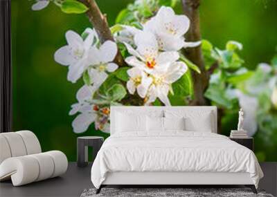 white green pink apple tree blooming branch in the spring garde Wall mural