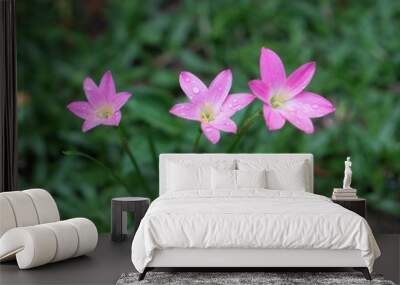 Pink rain lily flowers on green grass. Wall mural