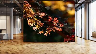 紅葉 Wall mural