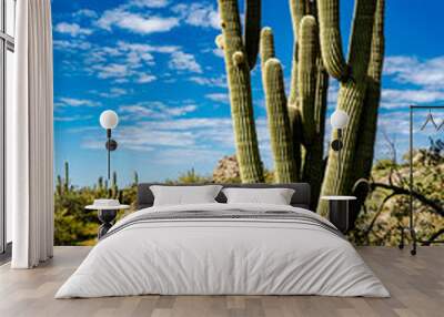 Poppies and the Saguaro Wall mural