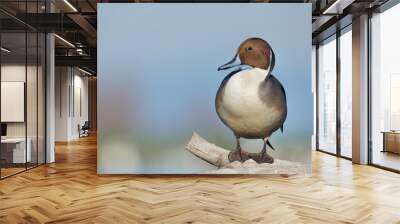 Pintail drake perched on a floating log, close up detailed portrait in full breeding plumage Wall mural