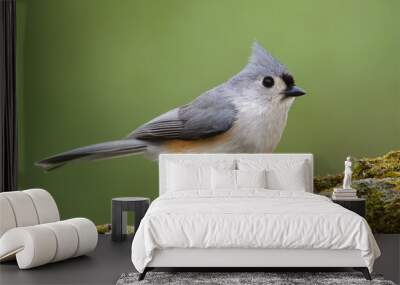 Tufted Titmouse, songbird with mossy log & natural background Wall mural