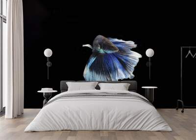 Betta fish (half moon) or Siamese fighting fish on black backgro Wall mural