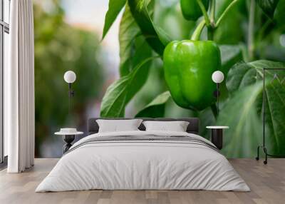 Green bell pepper hanging on the tree In the organic garden Wall mural