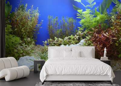 Beautiful planted tropical freshwater aquarium. Wall mural