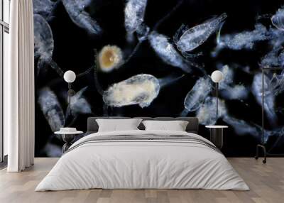 Copepod (Zooplankton) are a group of small crustaceans found in marine and freshwater habitat. Wall mural