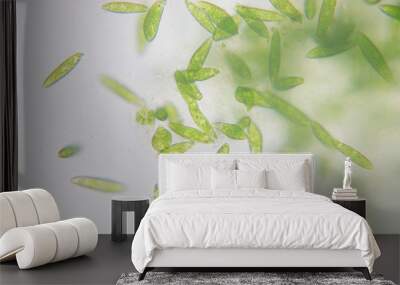 Euglena Wall mural