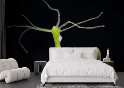 Hydra is a genus of small, fresh-water animals of the phylum Cnidaria and class Hydrozoa. Wall mural