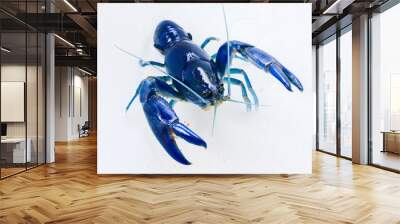 Shrimp yabbie crayfish (Cherax destructor) Wall mural