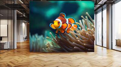 a clown fish swimming in a sea anemone. Wall mural