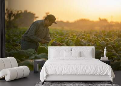 A farmer use a tablet to collect tobacco leaf growth data at sunset in a tobacco plantation. Concept of technology for agriculture. Wall mural