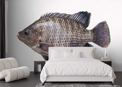 Big plentiful fat tilapia fish isolated on white background. Wall mural