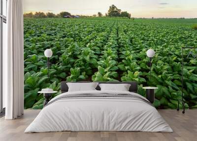 Tobacco field, Tobacco big leaf crops growing in tobacco plantation field. Wall mural