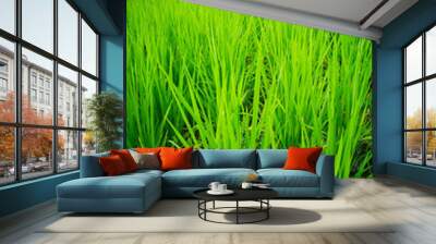 The crops in the field, Wall mural