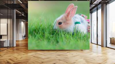 rabbit in the grass Wall mural