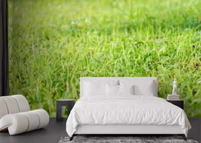 Grass field and dew on the tip in the morning Wall mural