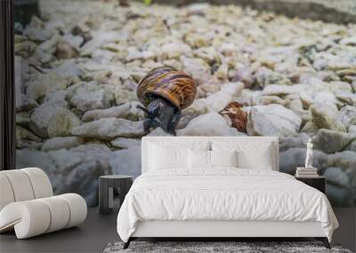 A snail crawling on a white stones Wall mural