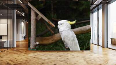 Blue eyes' Sulphur crested Cockatoo Wall mural