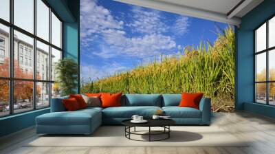 Rice filed, the harvest season Wall mural