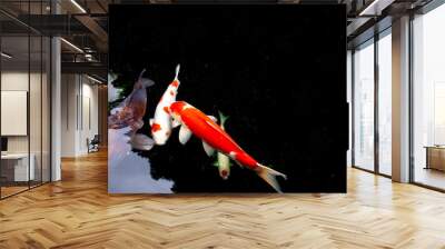 The koi or carp fish in the black pond Wall mural