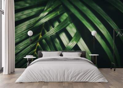 Palm leaf pattern texture abstract background. Wall mural