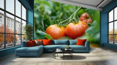 Two ripe red tomatoes growing on a vine with green leaves. Wall mural