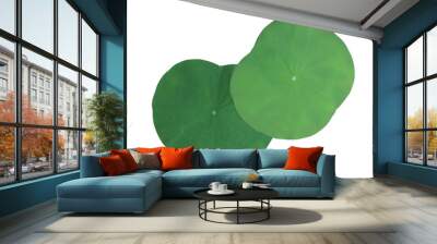 Close up green leaf of lotus or water lily tree isolated on transparent background. Top view of green leaves bush. Wall mural