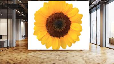 Close up yellow sun flower  isolated on transparent background. Wall mural