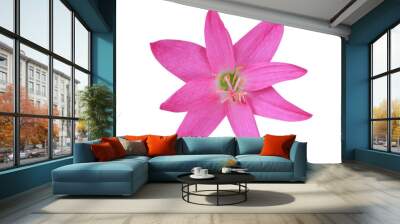 Pink Rain Lily or Fairy Lily flowers. Close up pink flower on stalk isolated on transparent background. Wall mural