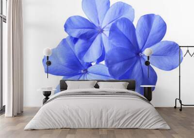 white plumbago or cape leadwort flower. close up small blue flower bouquet isolated on transparent b Wall mural